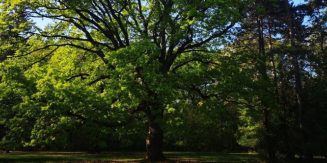 Szarvasi arborétum